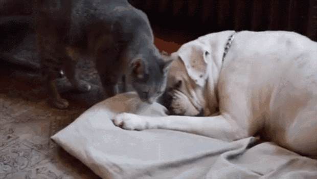 cat and dog.gif - 