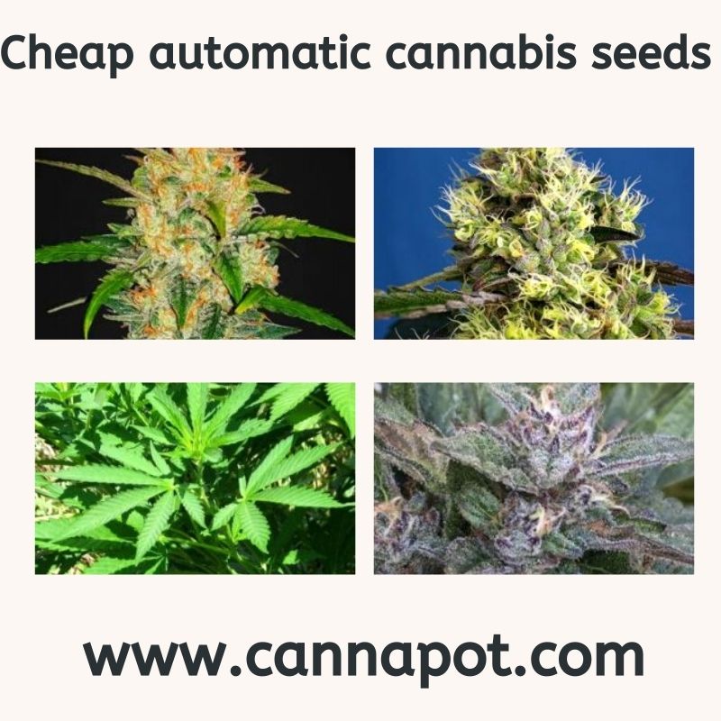 Cheap automatic cannabis seeds.jpg  by Cannapot