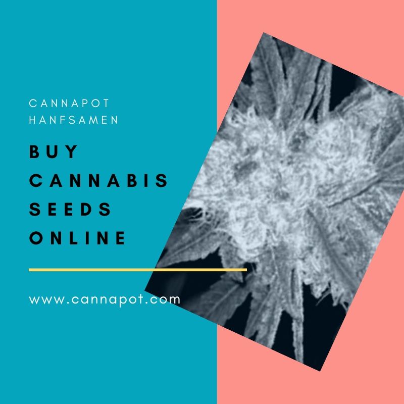 Buy cannabis seeds online (2).jpg  by Cannapot