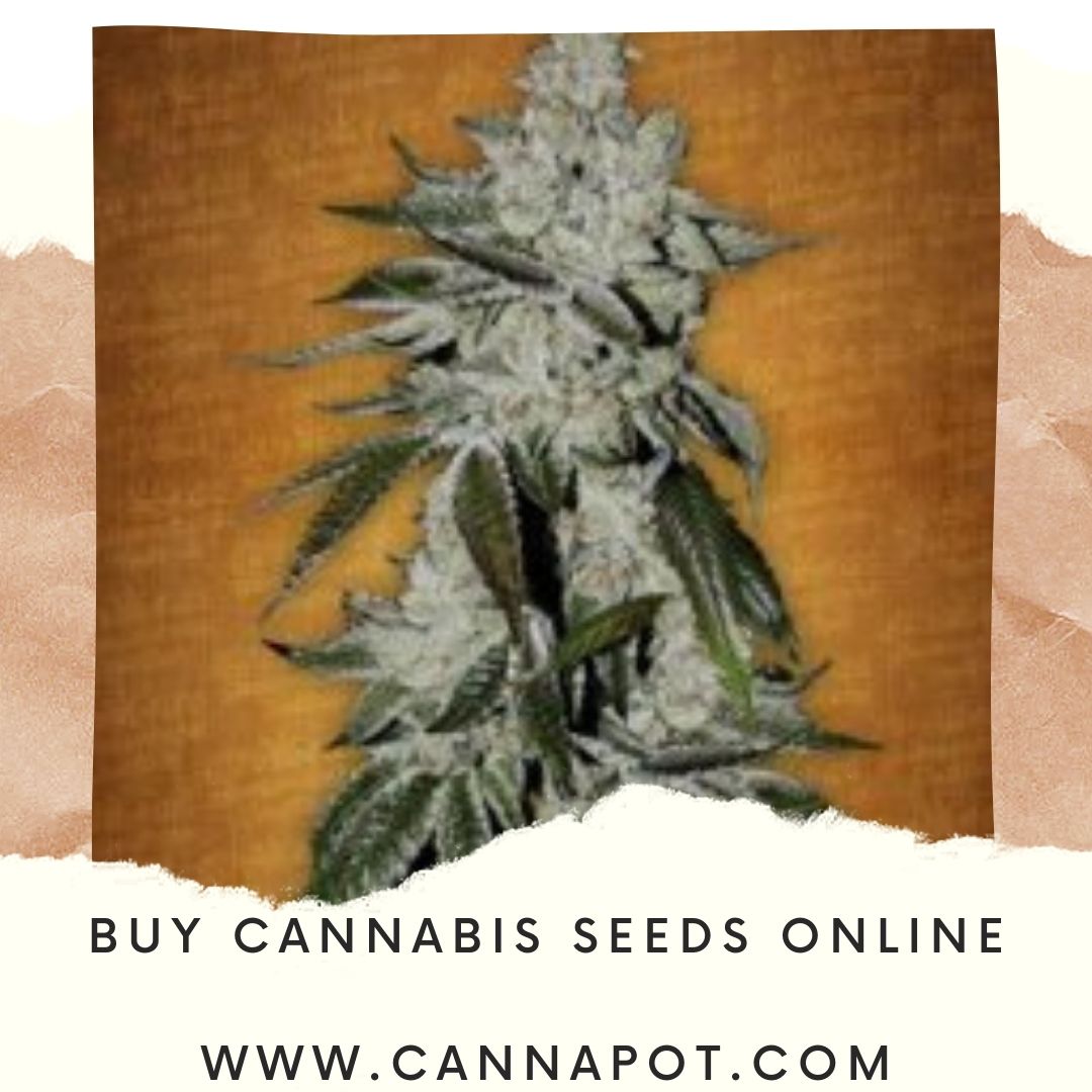 Buy cannabis seeds online (6).jpg  by Cannapot