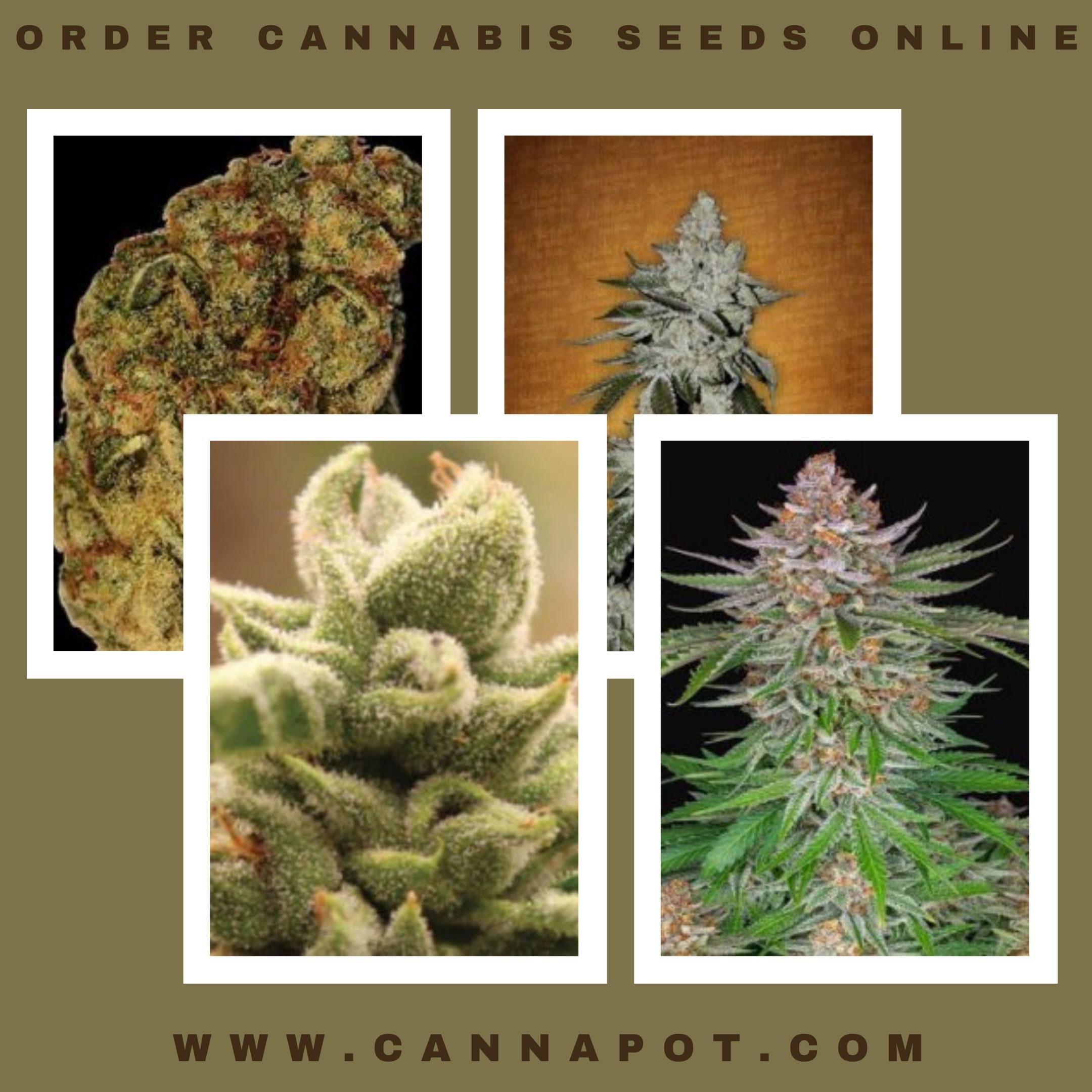 Order cannabis seeds online.jpg  by Cannapot
