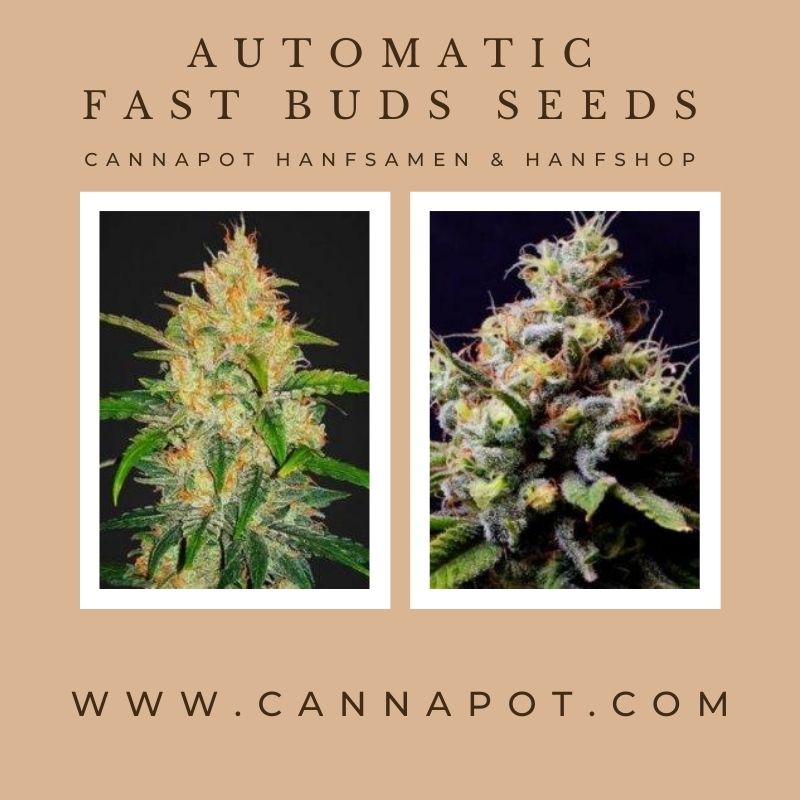 Automatic Fast Buds seeds (6).jpg  by Cannapot