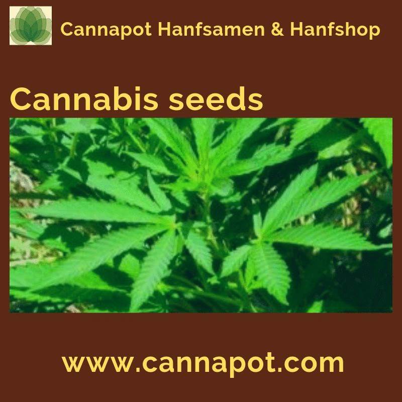 Cannabis Seeds.gif  by Cannapot