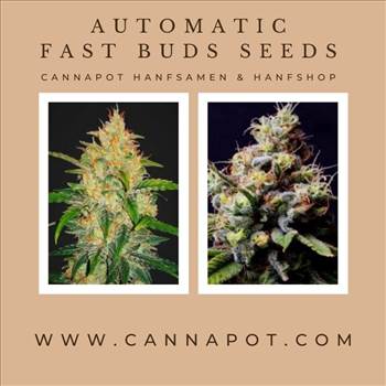 Automatic Fast Buds seeds (6).jpg by Cannapot