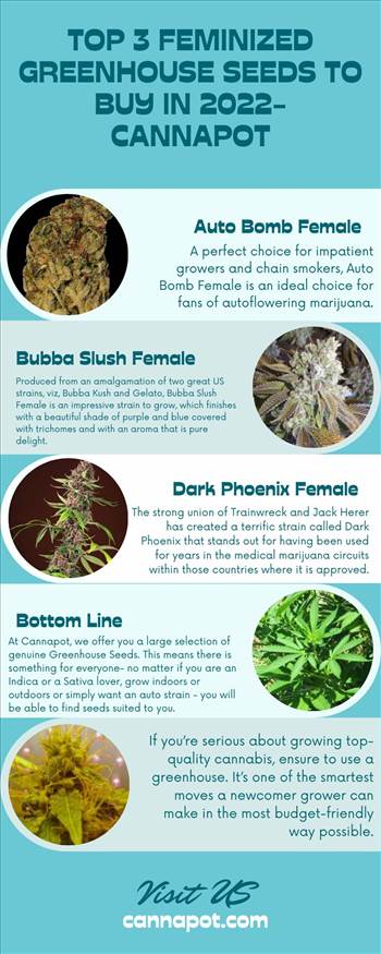 Top 3 feminized Greenhouse Seeds to buy in 2022- Cannapot.jpg by Cannapot