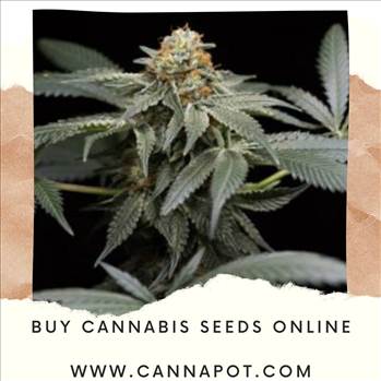 Buy_cannabis_seeds_online.jpg by Cannapot