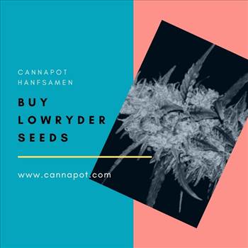 Buy Lowryder Seeds (1).jpg by Cannapot