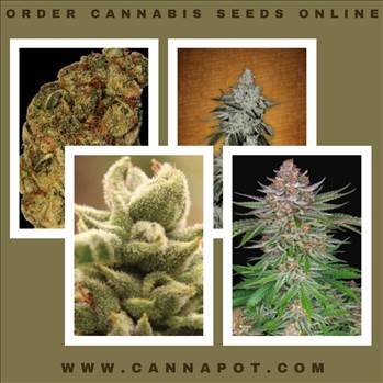 Order cannabis seeds online.jpg by Cannapot