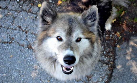 Wolf hybrid dogs are a term that is used to describe an animal which is partly a wolf and part of it is like a domestic dog.  Visit More - https://www.quitalks.com/wolf-hybrid-dogs/