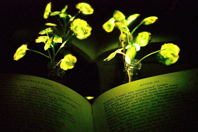 MIT-Glowing-Plants_0.jpg  by Acef Ebrahimi