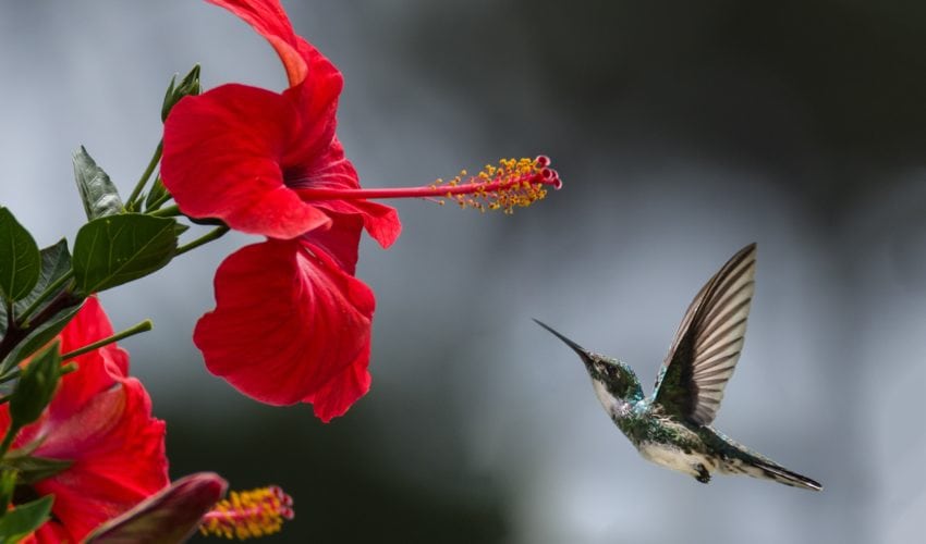 beautiful-beautiful-flowers-bird-1133957-850x500.jpg  by Acef Ebrahimi