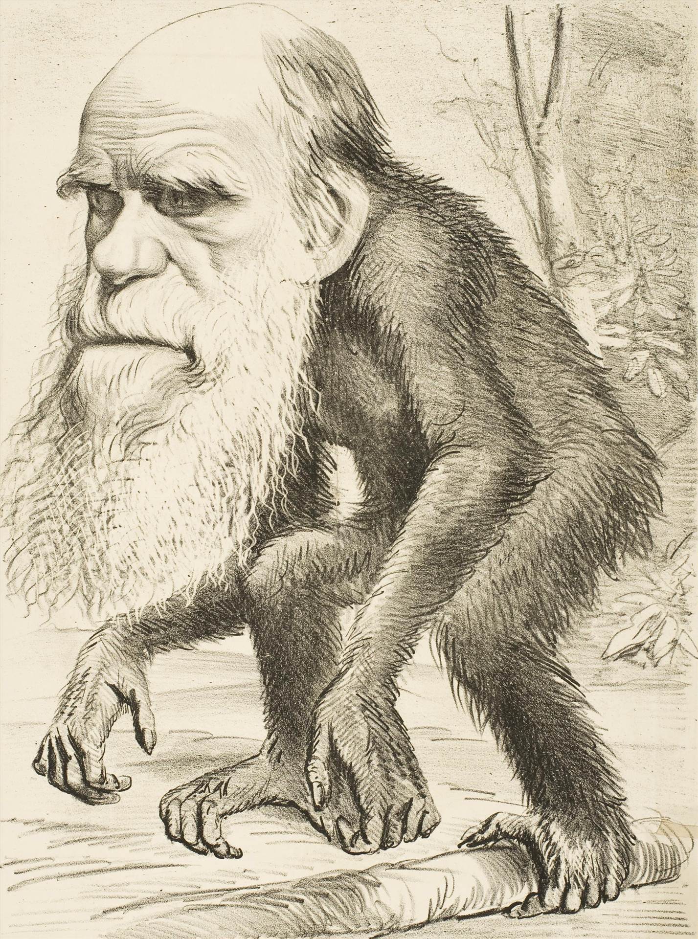 Editorial_cartoon_depicting_Charles_Darwin_as_an_ape_(1871).jpg  by Acef Ebrahimi