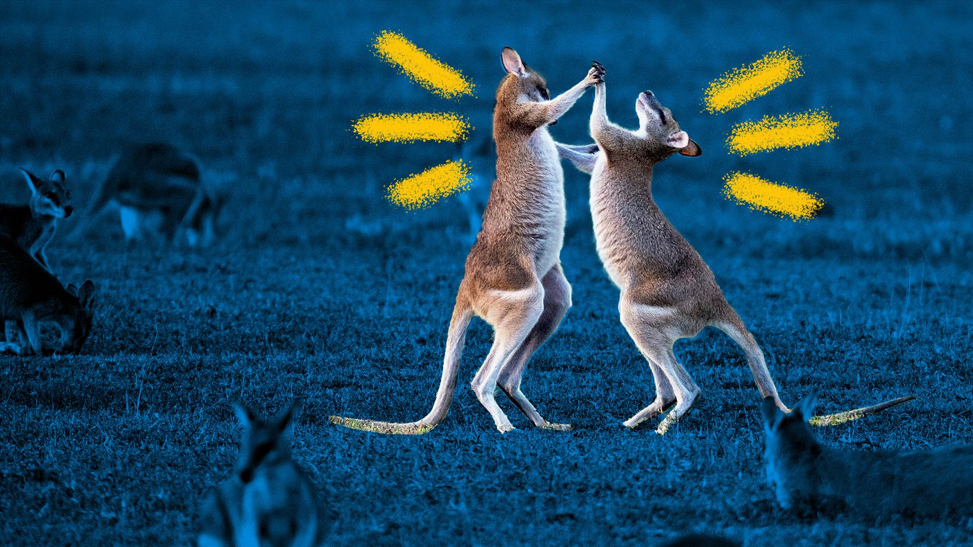 kangaroos-fighting-illustration-data.jpg  by Acef Ebrahimi