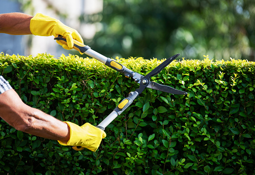 Tree trimming services near me.jpg  by Newimage