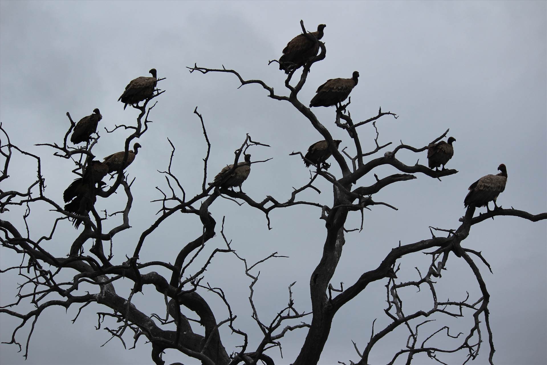 vultures.jpg  by Antonio F Barrozo-2735