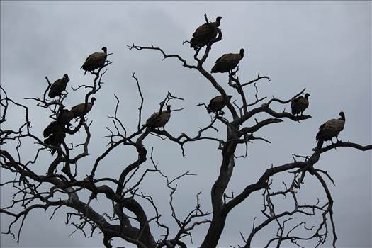 vultures.jpg by Antonio F Barrozo-2735