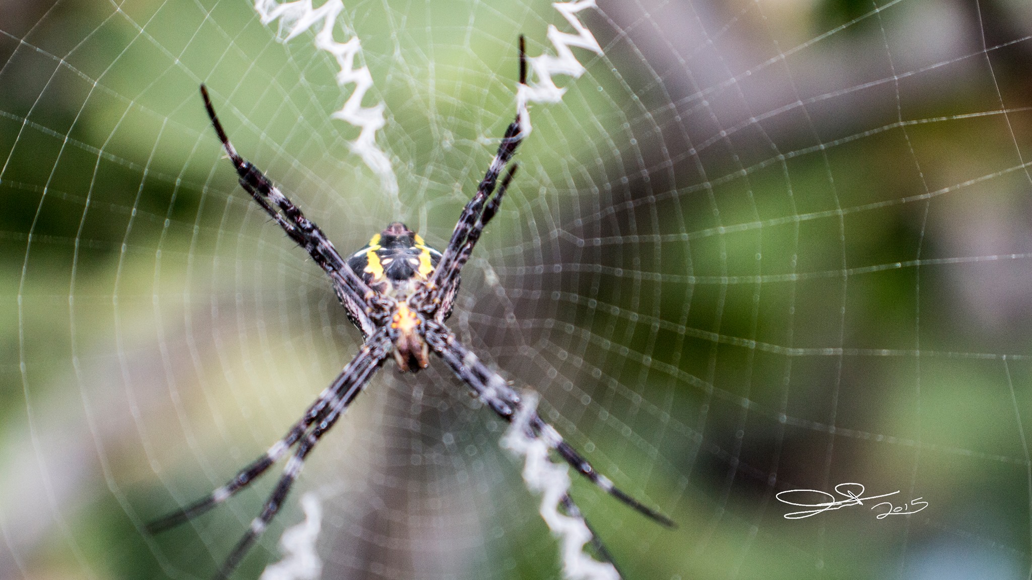 Spidey  by Jordan Parsons Photography