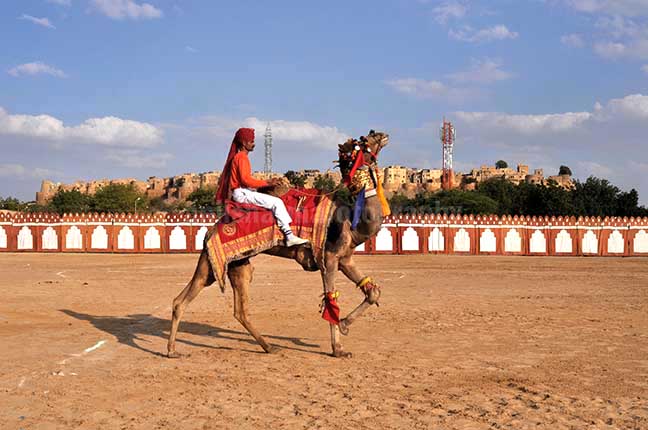Festivals: Jaisalmer Desert Festival Rajasthan (India) A camel performing dance at Jaisalmer desert festival. by Anil Sharma Photography