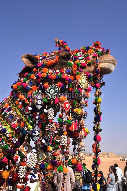 Festivals: Jaisalmer Desert Festival Rajasthan (India) Decorated camel for best decorated camel competition at jaisalmer desert fair. by Anil Sharma Photography