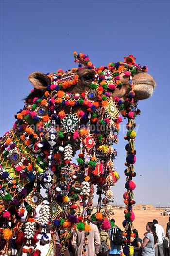 Festivals: Jaisalmer Desert Festival Rajasthan (India) by Anil Sharma Photography