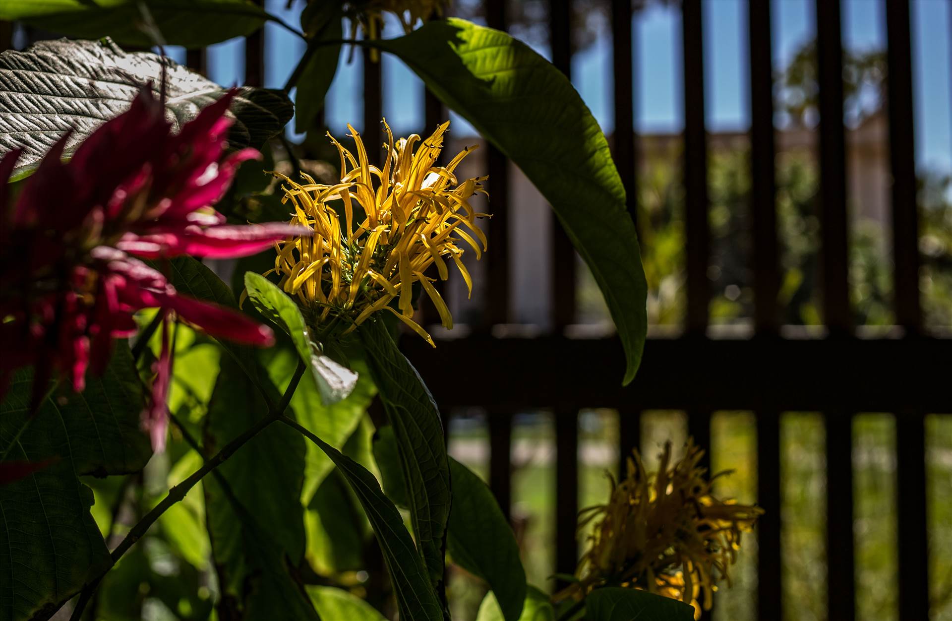 Balboa Park Botanical Garden.jpg undefined by Joey Onyxone Sandoval