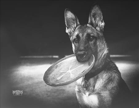 _DSC9217.jpg - undefined