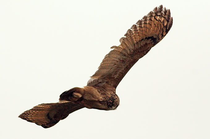Eurasian-Eagle-Owl_TE.jpg  by essydante