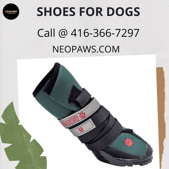 Shoes For Dogs Neo-Paws International offers high-performance shoes for dogs. We only provide innovative and original designs, which are functional, cool, and affordable.  For more details, visit: https://neopaws.com/shoe-introduction/ by neopaws
