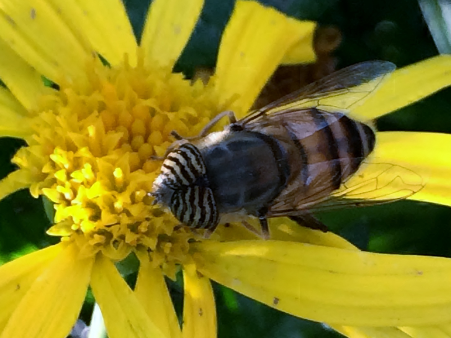 IMG_8992.JPG undefined by WPC-88