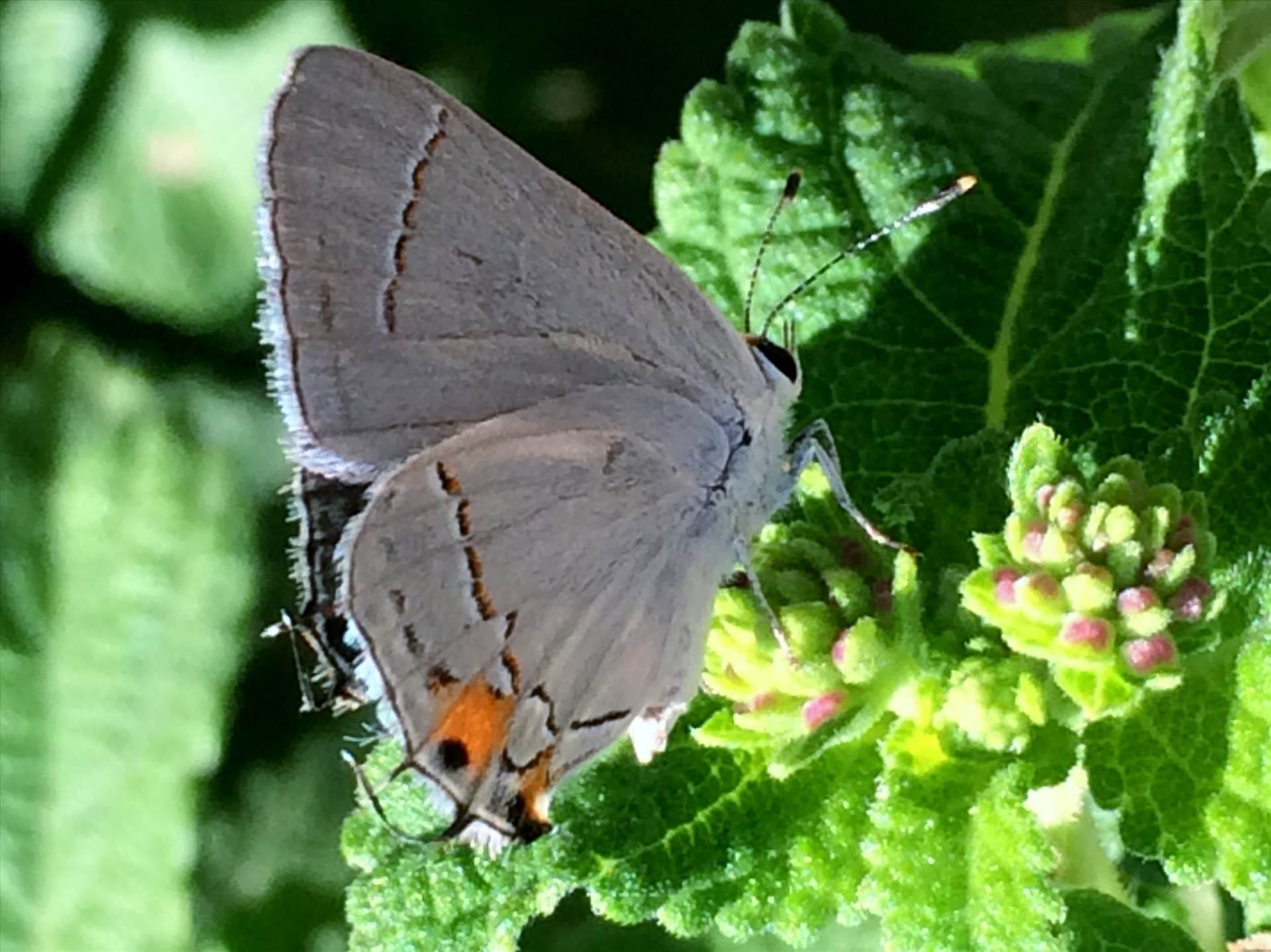 IMG_3323 (2).jpg  by WPC-88