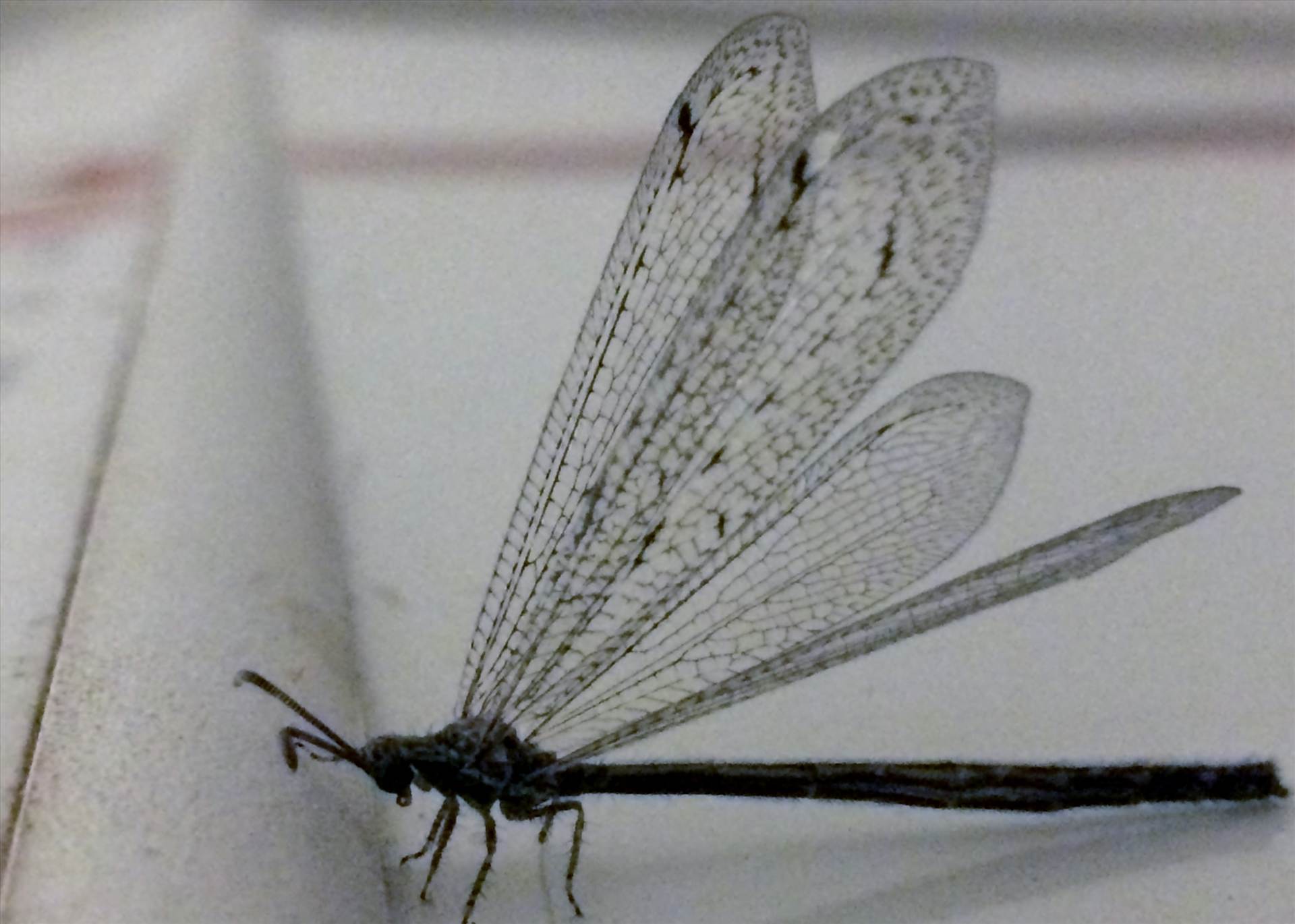 IMG_4589.JPG  by WPC-88