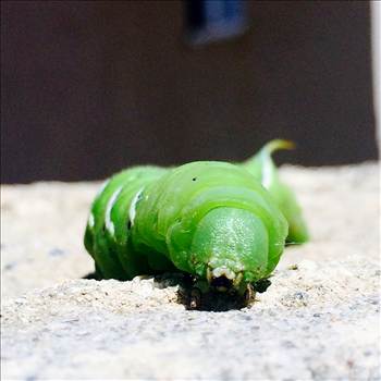 FullSizeRender (14).jpg - 