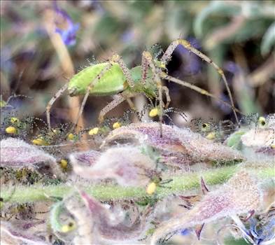 IMG_8620.JPG - undefined