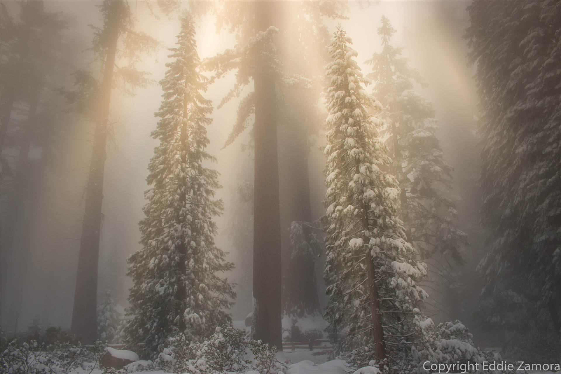 Winter Day in Sequoia 102 JPEG WM Large.jpg undefined by Eddie Zamora