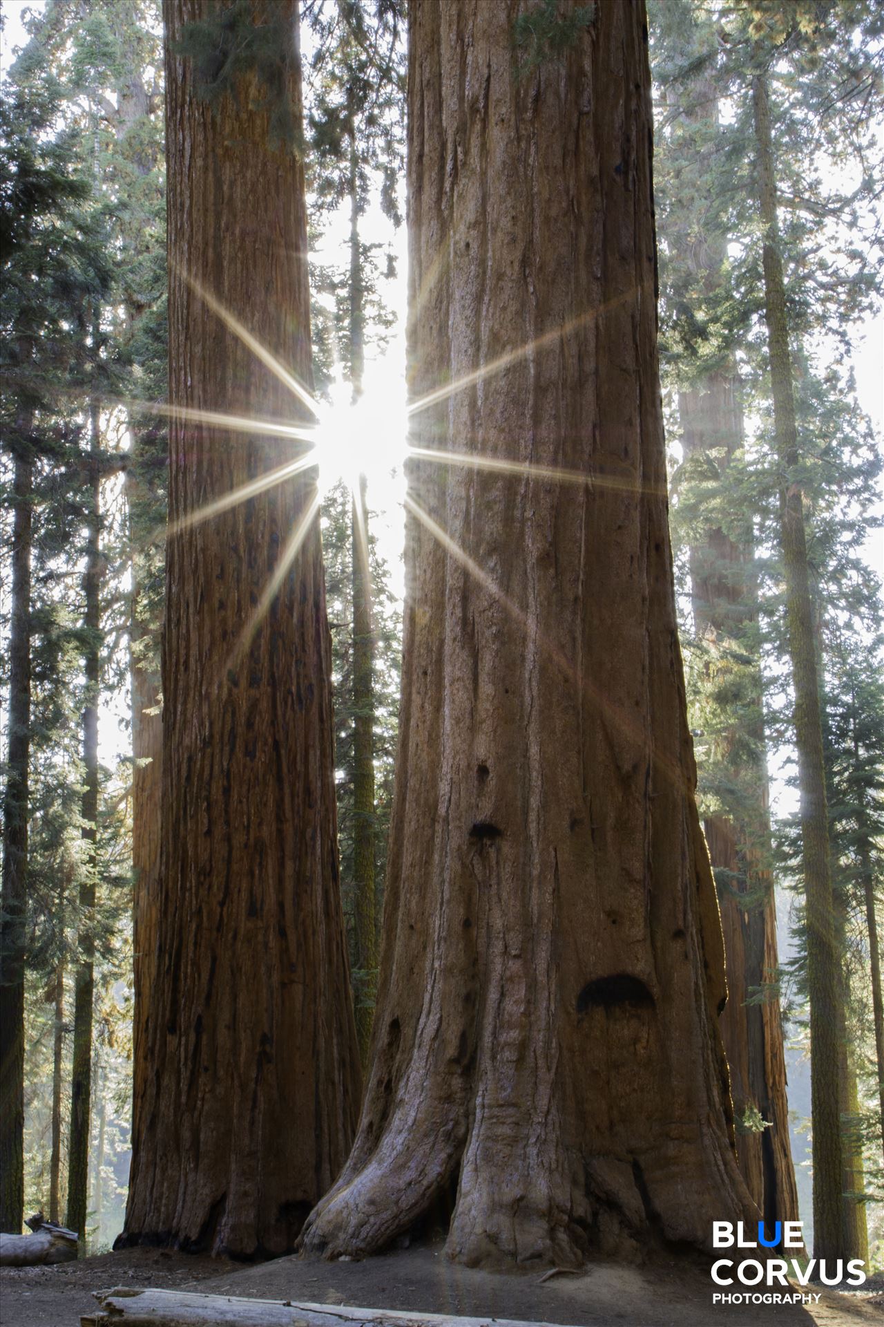 "Waldeinsamkeit: Sequoia"  by Eddie Zamora
