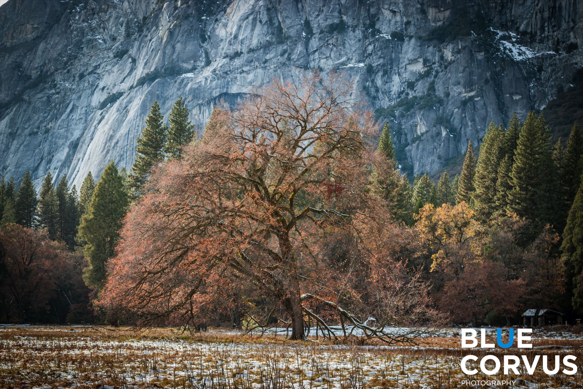 Solitary Oak A solitary Oak Tree in Yosemite Valley. by Eddie Zamora