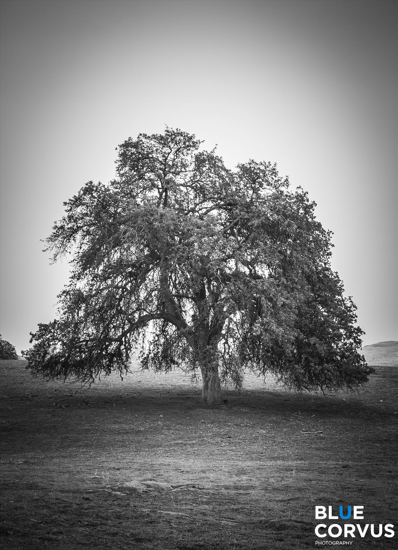 Lonely Oak  by Eddie Zamora