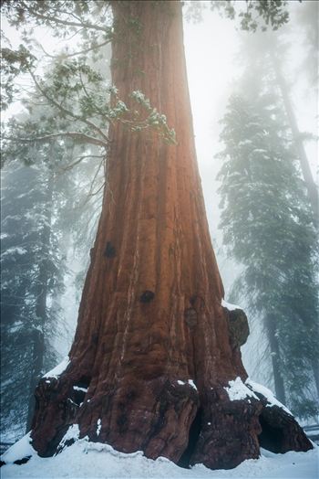 Winter Day in Sequoia 092 JPEG.jpg - 