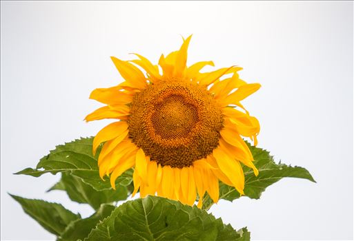 Sunflower by Eddie Zamora