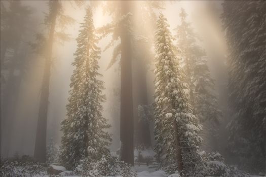 Winter Day in Sequoia 102 JPEG.jpg by Eddie Zamora