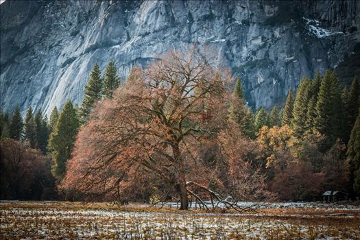 Solitary Oak - A solitary Oak Tree in Yosemite Valley.