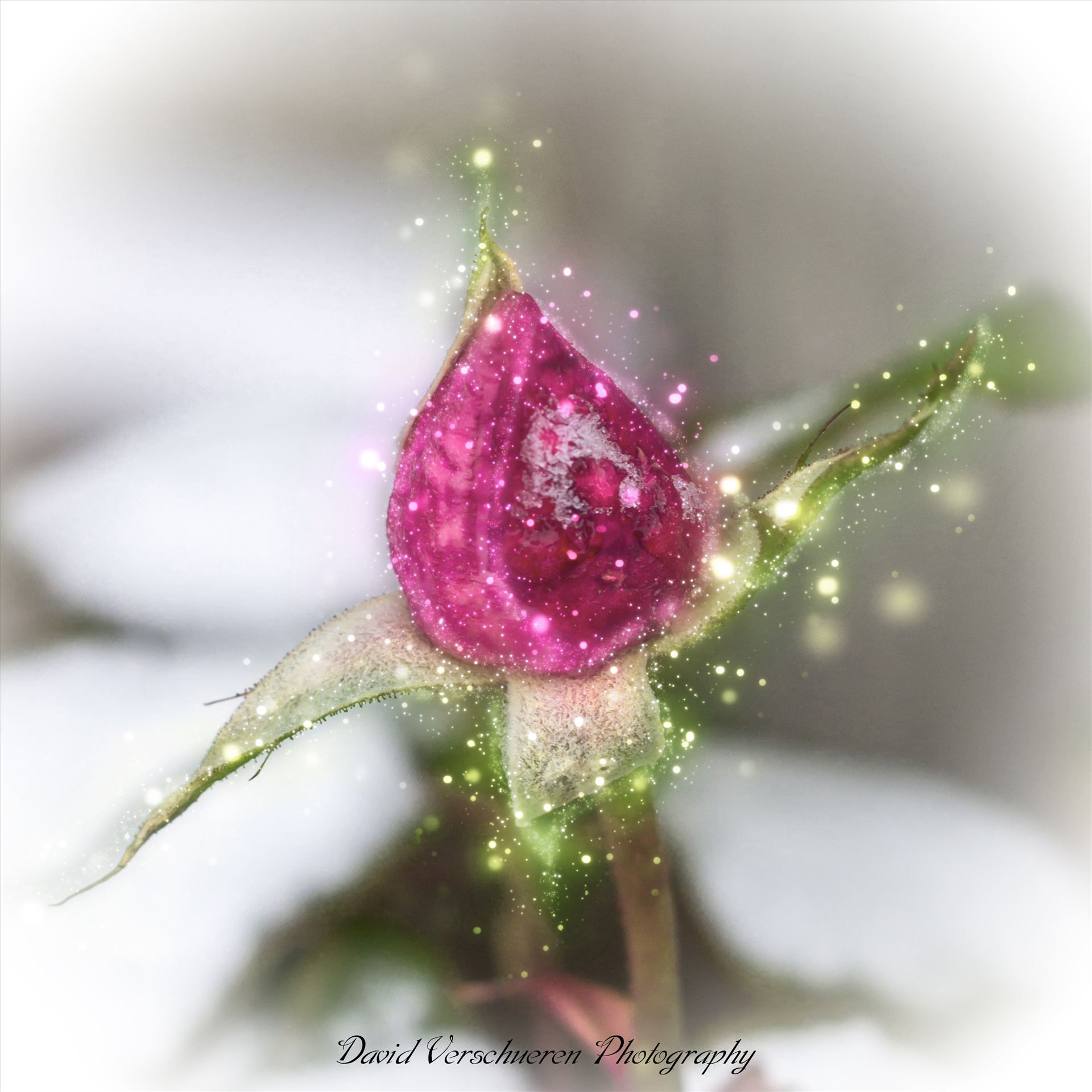 Whimsical Rose  by David Verschueren