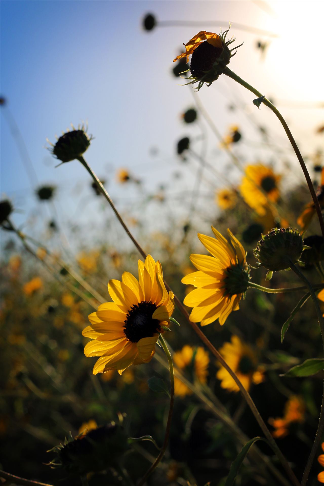 New Mexico Wildflowers  by David Verschueren