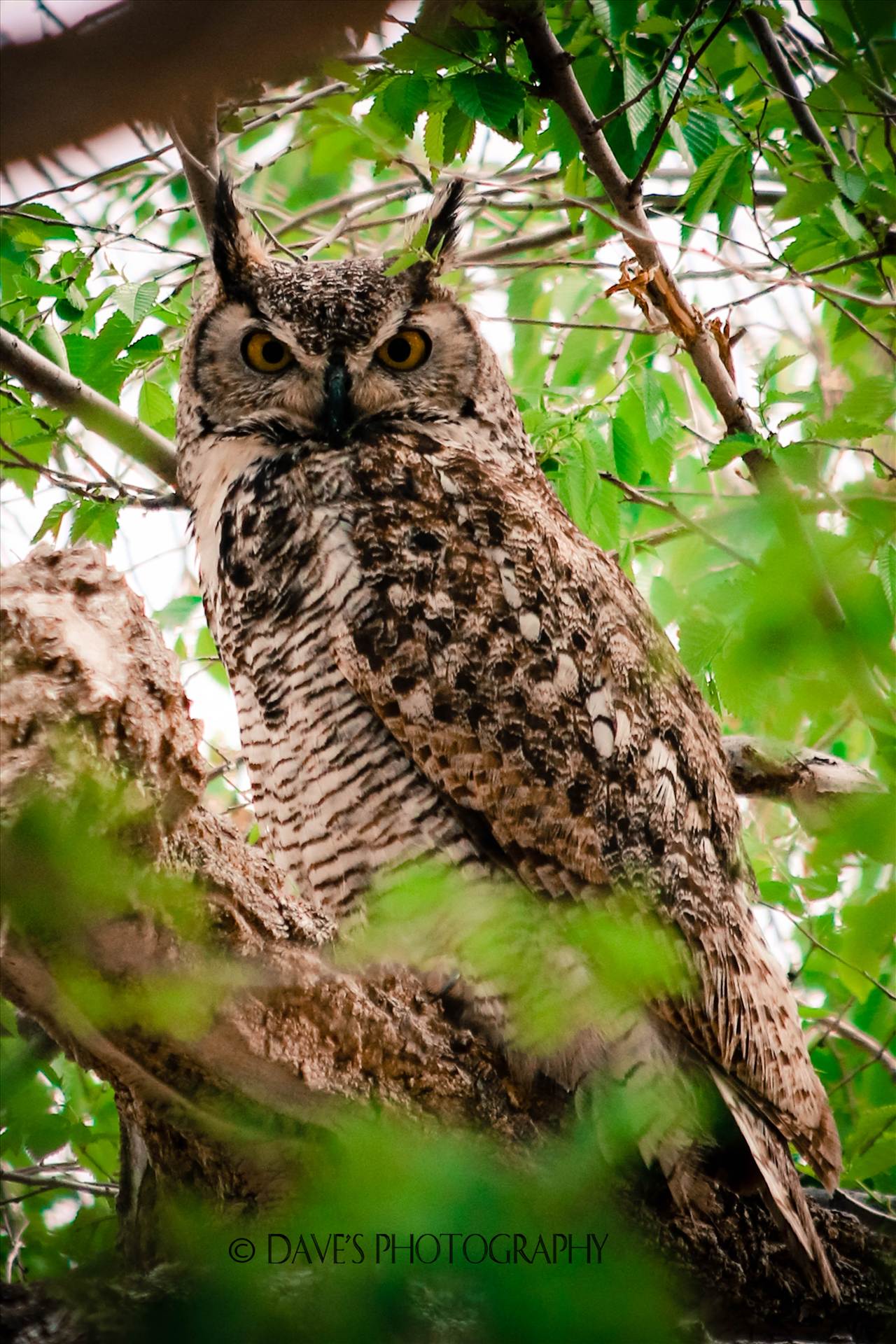 An Owl  by David Verschueren