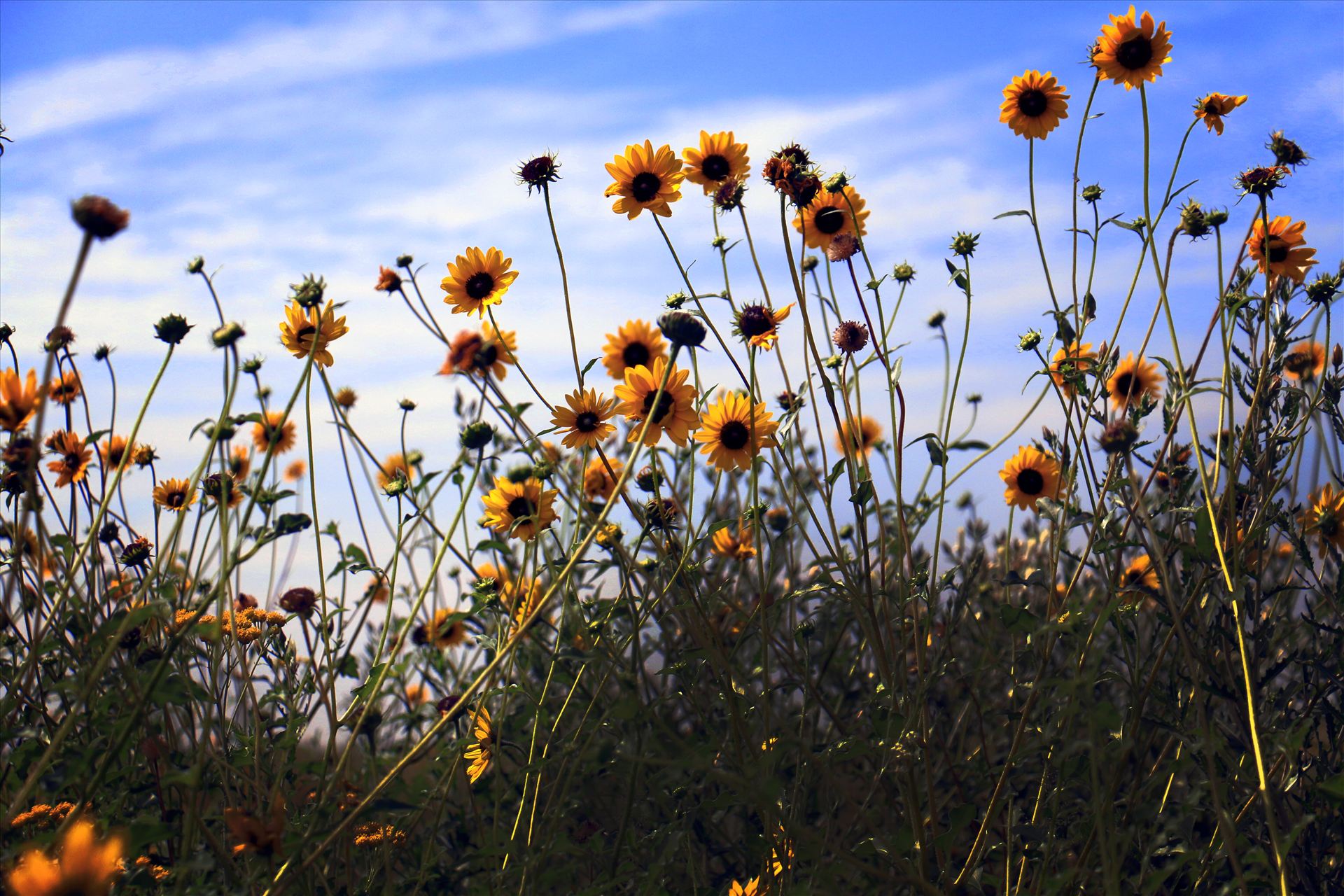 Texas Wildflowers  by David Verschueren