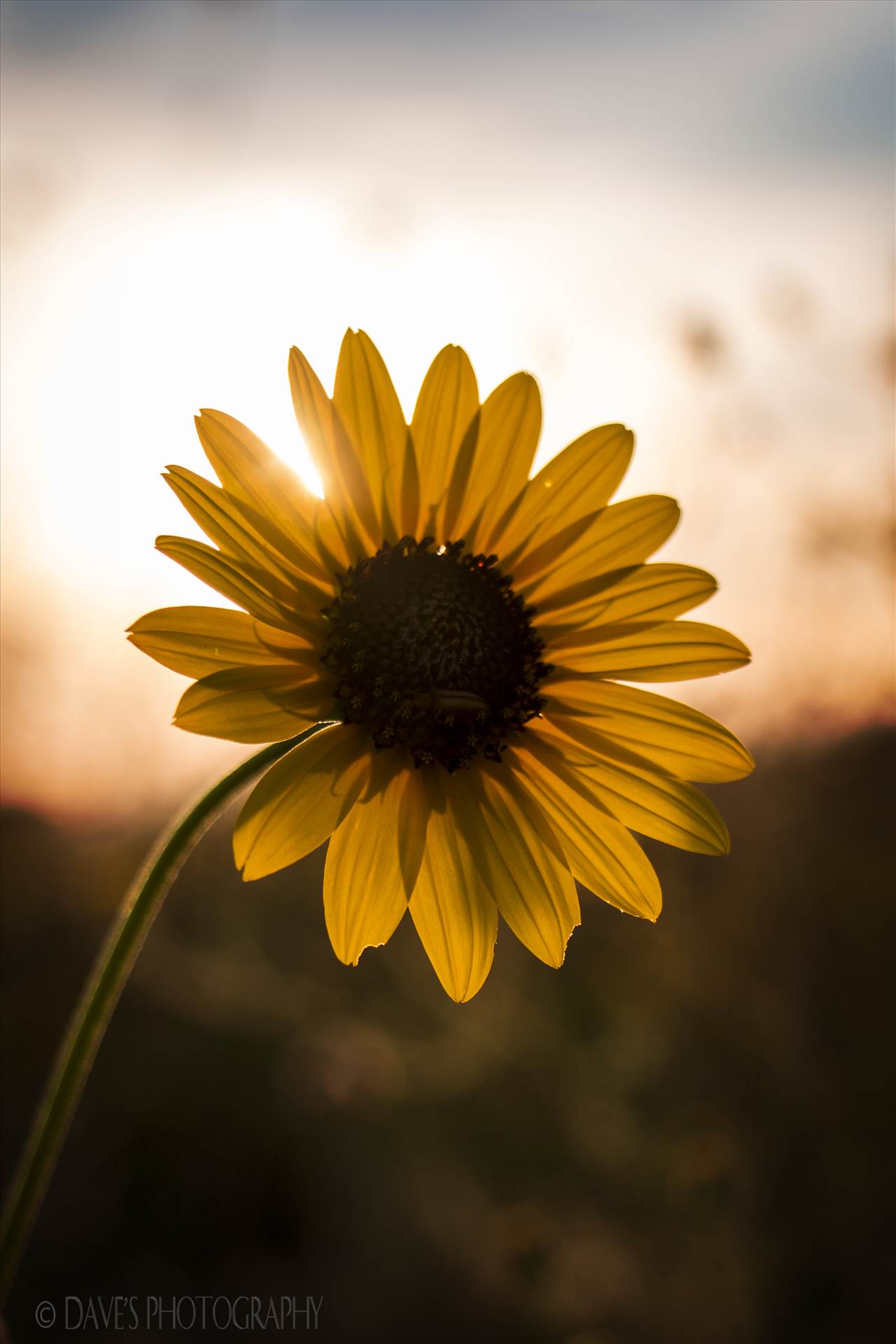 Wildflower At Sunset  by David Verschueren