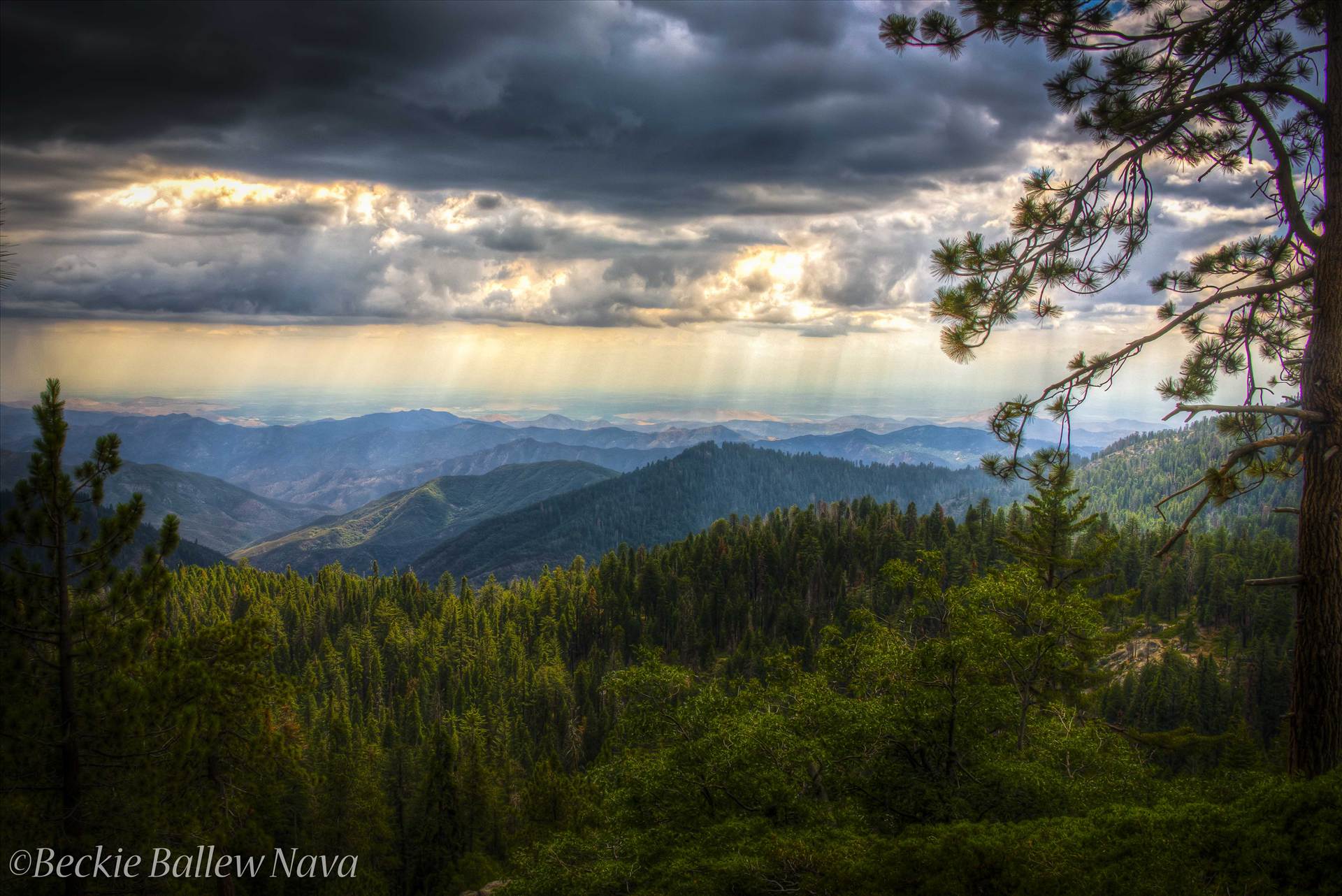 Sequoias15.jpg  by Beckie Nava