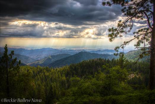 Sequoias15.jpg by Beckie Nava