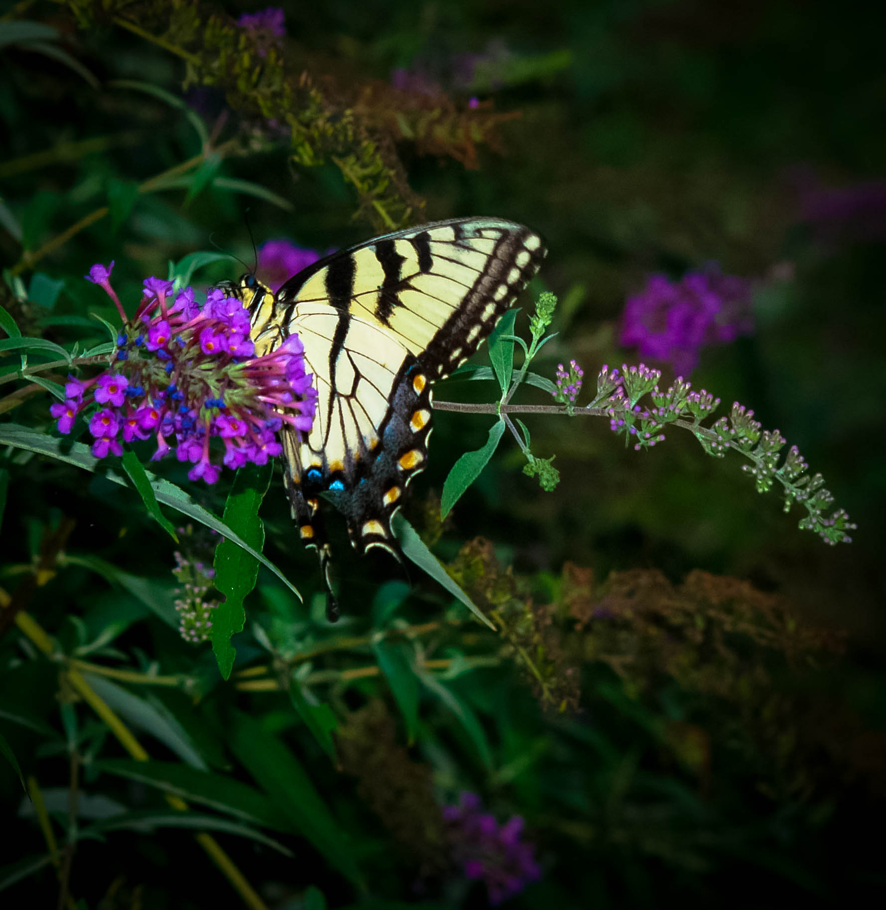 Monarch Butterfly on a Flower.jpg  by ArturoVazquez
