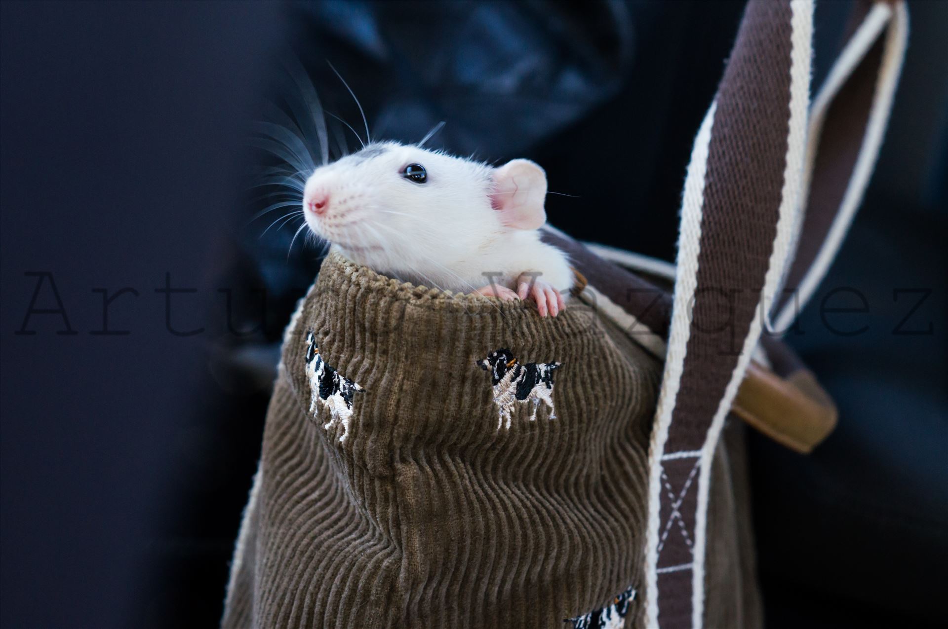 Rat in purse  by ArturoVazquez